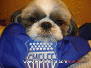 emelec emelecista emelexista